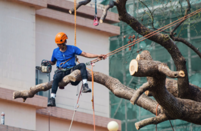 tree trimming contractor sitting on tree branch with chainsaw and safety equipment