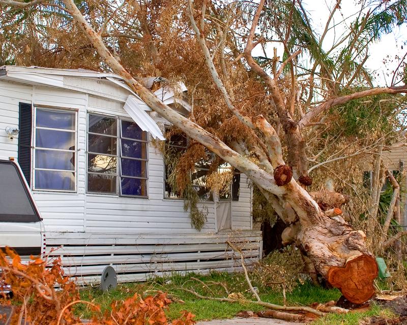 tree falling on house